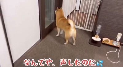 ドアの前で立ち尽くす犬