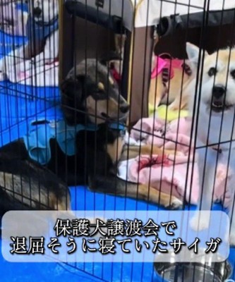 退屈そうだった犬
