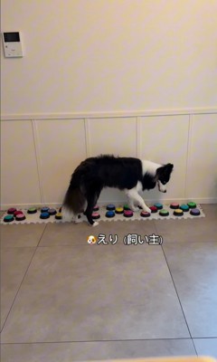 飼い主さんを呼び続けるサンゴくん