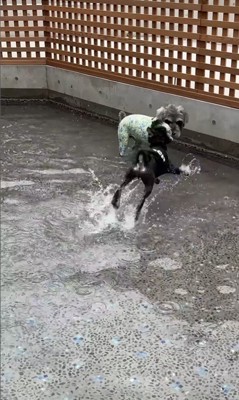 初めてプールに入ったそらまめ君8