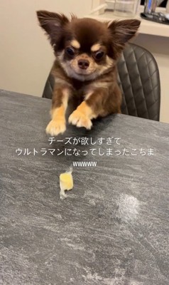 チーズを取りたいココちゃん6