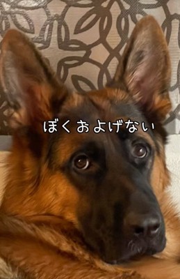 キリッとした表情の大型犬