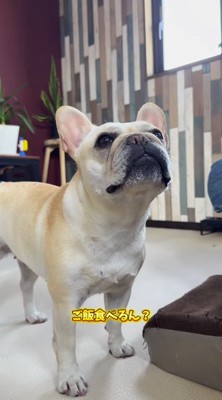 飼い主の顔を見上げる犬