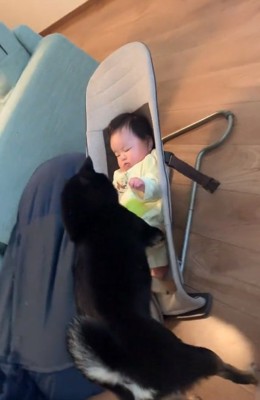 一緒に遊びたい柴犬さん