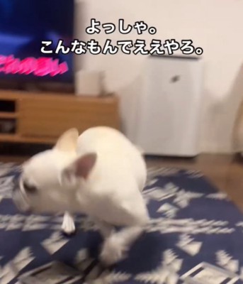 元へ戻る犬