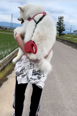 おんぶしてもらう大型犬2