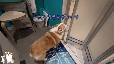 渋々お風呂場に移動