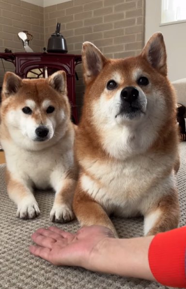 絨毯の上で並んで伏せる2匹の柴犬