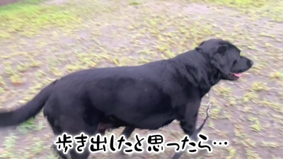ムニくんのお散歩拒否3