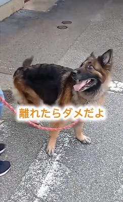 見上げる犬2