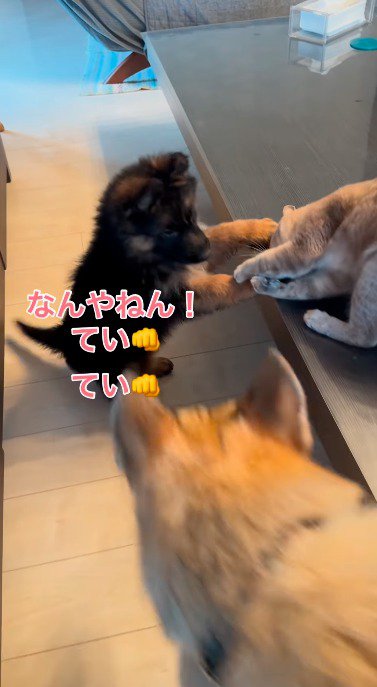 子犬と猫に近づく大型犬