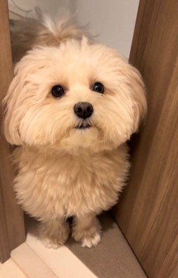 飼い主さんのトイレを覗くぽてとちゃん4