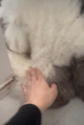 「僕は知りません」