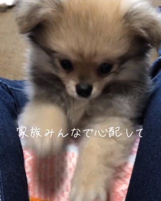 心配されるつくねくん