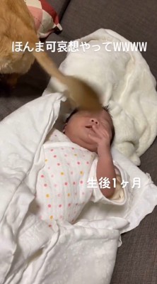 犬のしっぽが顔に当たって目を閉じる赤ちゃん