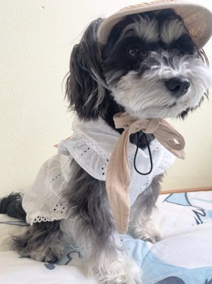 帽子と服を着る犬