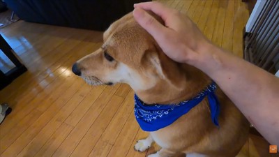やっぱり怖がっている…?