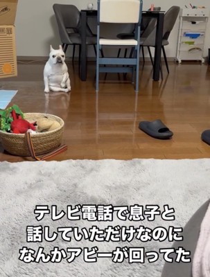 離れた場所で座る犬