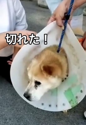 ワイヤーが外れた