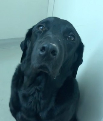 遠い目をする大型犬