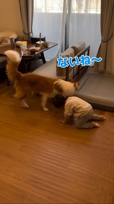 ソファーの下をのぞく男の子