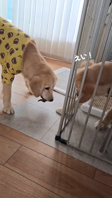 おやつが置かれていた場所に向かって前足を伸ばす弟犬