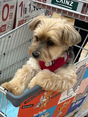 前方を見つめる犬