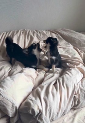 遊ぶ犬3