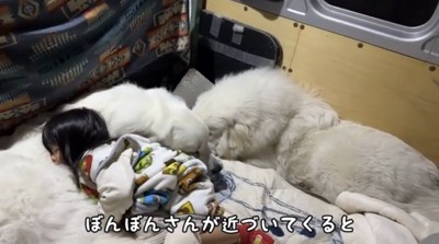 子どものそばに入る犬