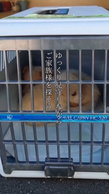 クレートの中に入れられた小さな子犬と大きな子犬