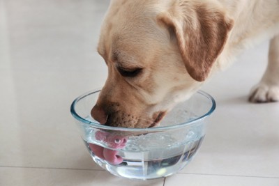 ボウルの水を飲む犬