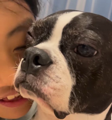 女の子に頬ずりされて片目を閉じる犬