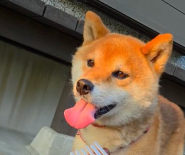 柴犬