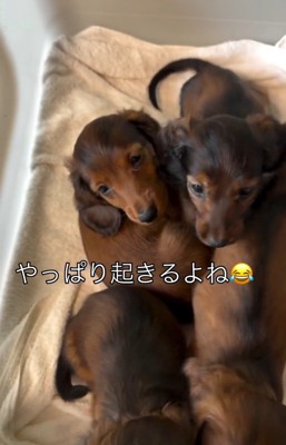 みんな起きた子犬たち