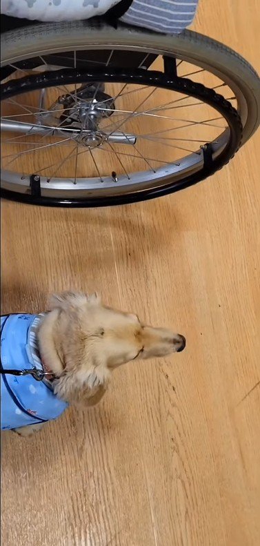 おばあちゃんに会いに来たラクちゃん9