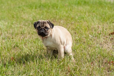 排便中の犬（正面）