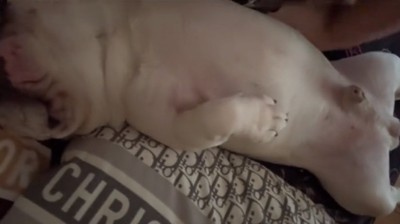 仰向けで眠る犬2