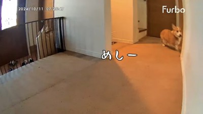 走る犬2