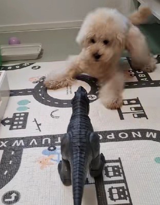 「これ以上来ないで！」