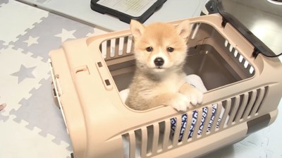 子犬をお迎え