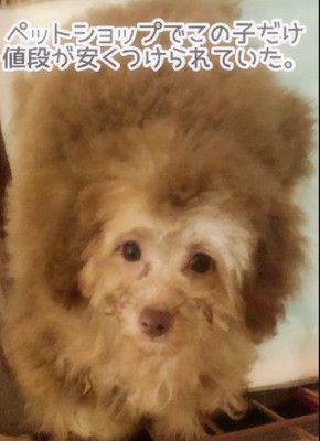 セールで格安だったわんこ