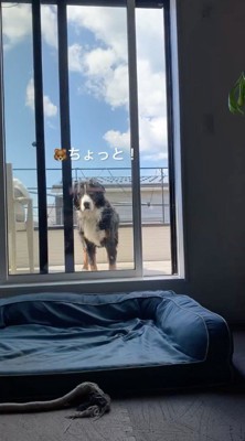 バルコニーから部屋の中を覗く犬