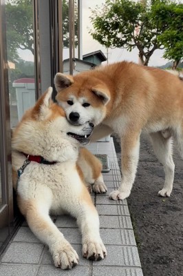 座っている秋田犬の鼻を噛むもう1匹の秋田犬