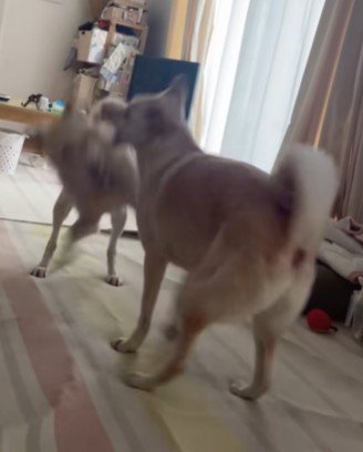 おとなしいなんて言わせない♪