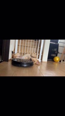 犬の体の側面を吸いながら通るルンバ