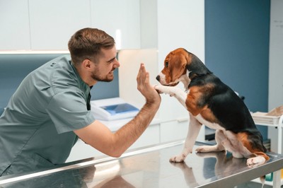 ハイタッチする獣医師と犬