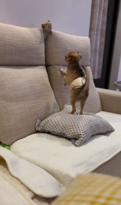 家族になって間もない頃の子犬