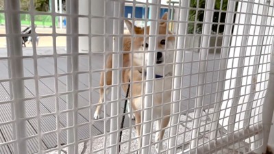 再び柵越しに見守る花子ちゃん