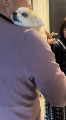 男性に抱き抱えられて穏やかな顔をする犬