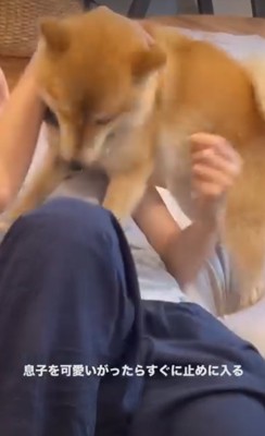 下を向く犬